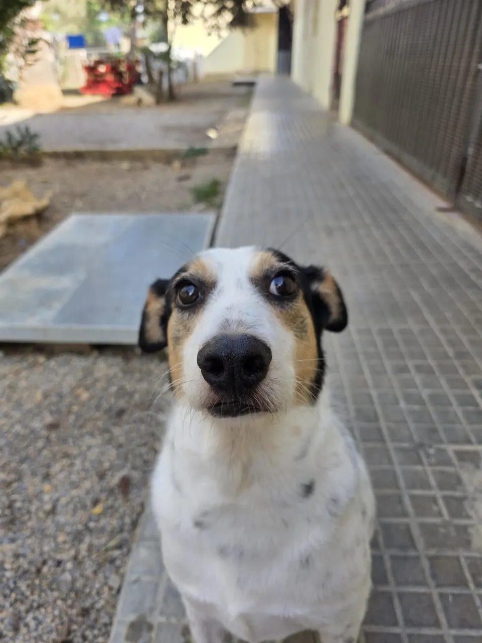 Ciao, foto 2