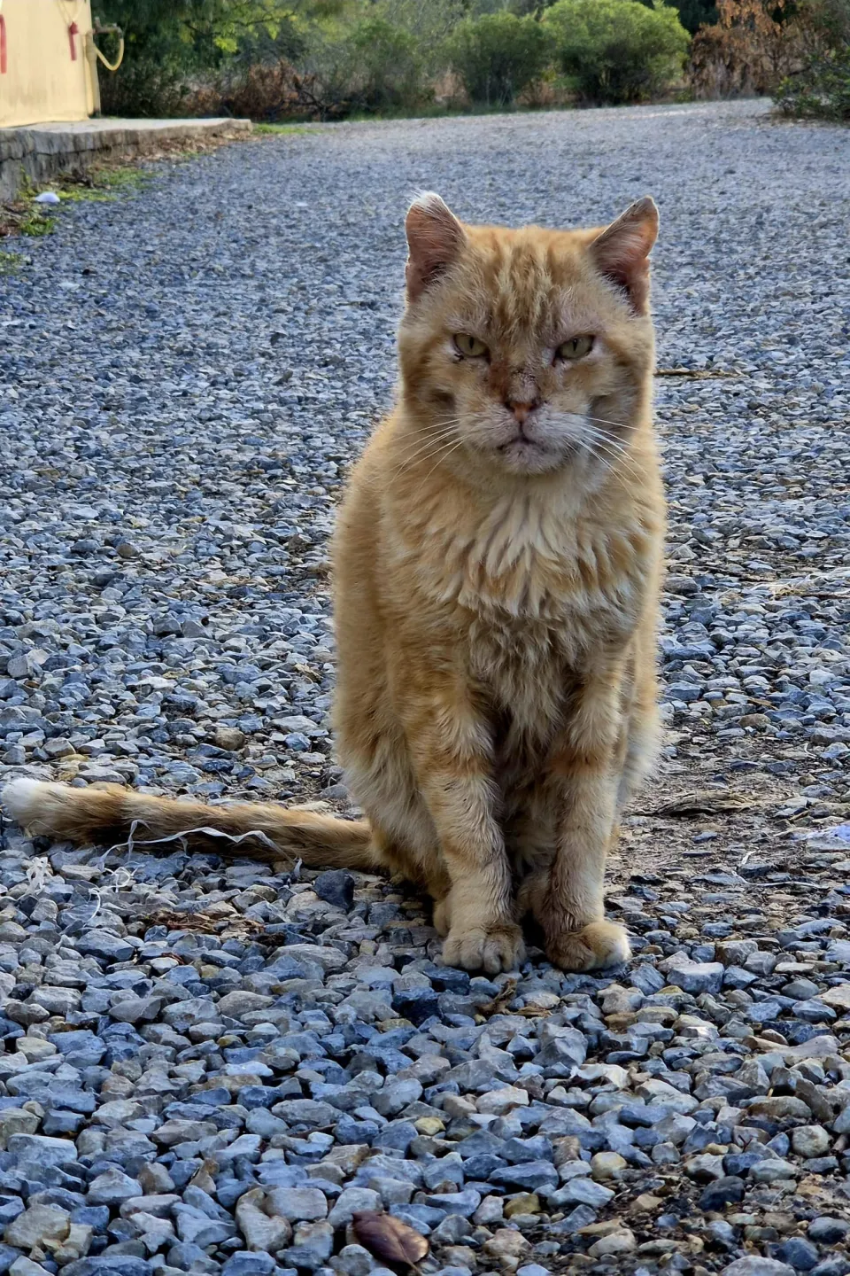 Bastiano