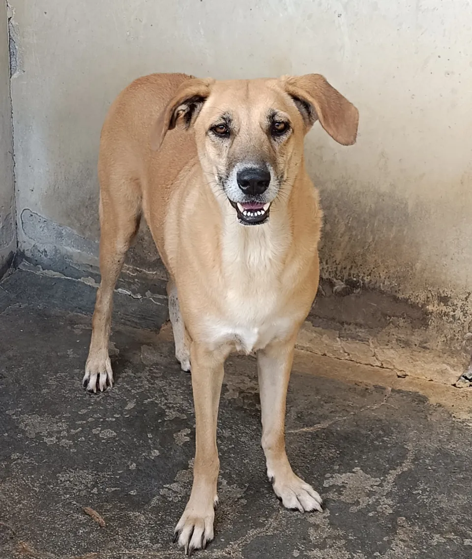 Dalila